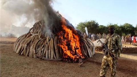 Kenya'da 15 ton fil dişi yakıldı