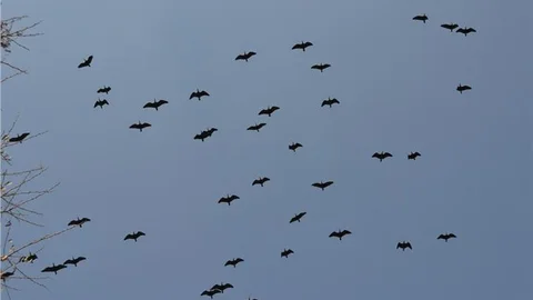 Kelaynaklar doğaya salındı