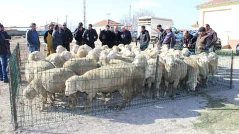 Karaman'da Damızlık Koç Dağıtımı