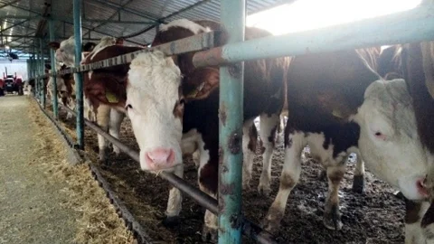 Damızlık Sığır Yetiştiriciler Birliği 250 Gebe Düve Dağıtacak