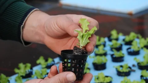 Didim'de Köylülere Teşvik İçin Serada Marul Üretimi Yaptı