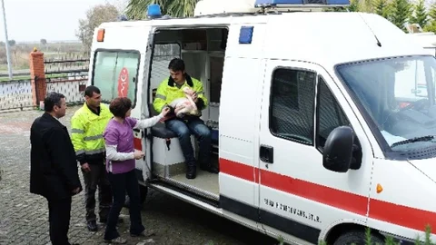 İzmir'de Yaralı Flamingo Seferberliği