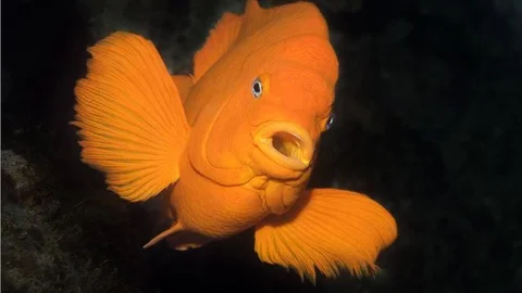 Pasifik'ten İstanbul'a 8 tür deniz canlısı getirildi