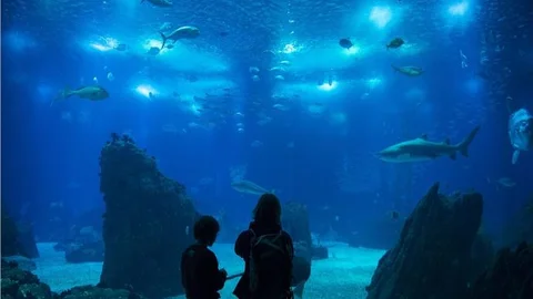 Avrupanın ikinci büyük akvaryumu