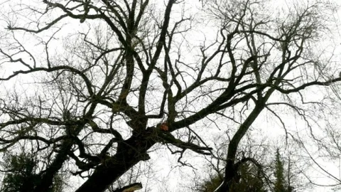 İzmit Belediyesi'nin Hedefi Daha Yeşil Bir Kent