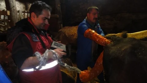 Gebe Hayvanlara Ultrasonlu Takip