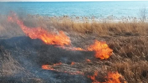 Sazlık Alanda Yangın
