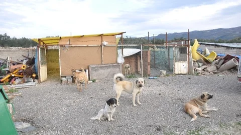 Belediye Hayvan Barınağı Ölü Köpeklerle Dolu
