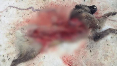 Aç Kurtlar Köpeği Yediler