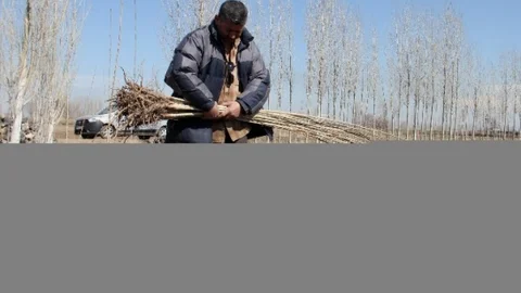 Cemre'nin Toprağa DÜşmesiyle Birlikte Fidan Dikimi Başladı