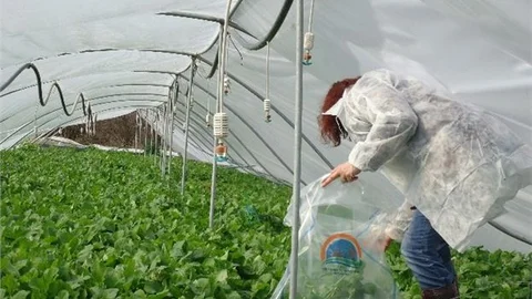 Sebze Ve Meyve Ürünlerinde 2015 Yılı Hasat Öncesi Pestisit Denetimi