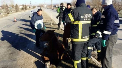 İtfaiyeden At Kurtarma Operasyonu