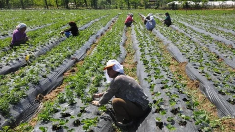 Doğu Karadeniz'de Tarım İstihdamı DÜştü