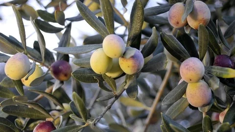 Zeytinde Halkalı Leke Mücadelesi