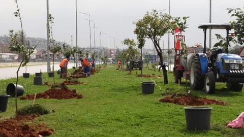 Sökülen Turunçlar Antalya'nın Girişini Süsledi