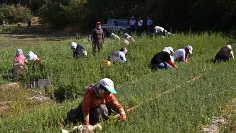 Eskişehir Orman Bölge Müdürlüğü'ne 3 Bin 500 Geçici İşçi Alınacak