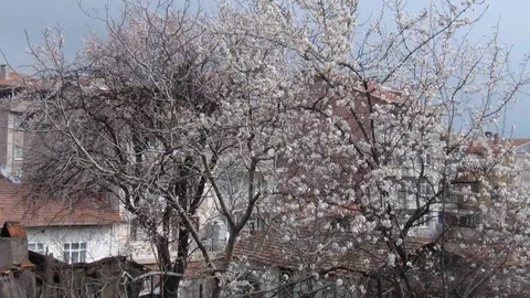 Simav Çiçek Açtı