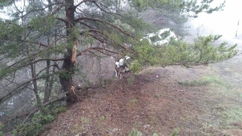 Küre'de Trafik Kazası 1 Yaralı