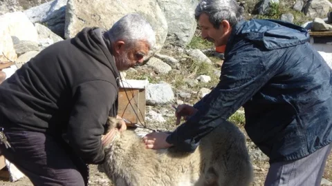 Bilecik'te “Kuduz Ve Şap Aşılama” Kampanya Başlatıldı