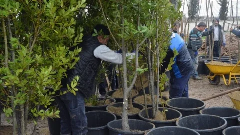 Şehzadeler Belediyesi Kendi Fidanını Kendi Üretecek