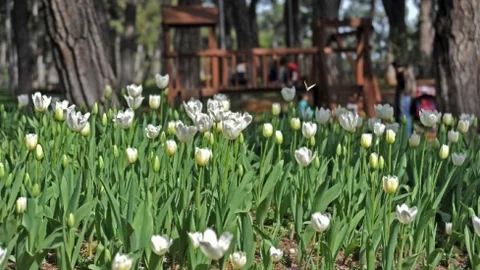 Kepez'e 250 Bin Lale