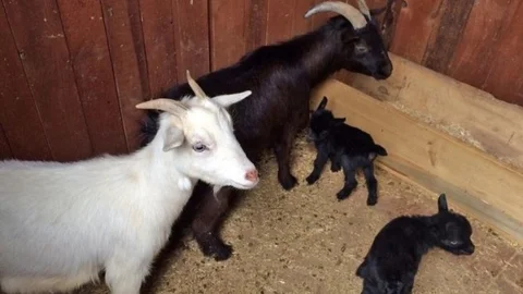 Hayvanat Bahçesi'nde Yavru Keçi Sevinci