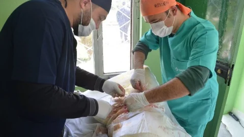 Ereğli'deki Sokak Hayvanları Kısırlaştırıyor