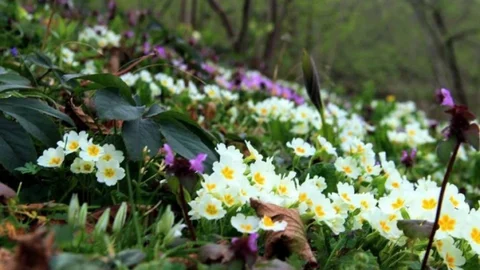 Fındık Bahçeleri Rengarenk
