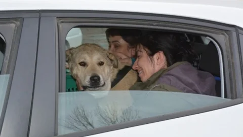 Bitlis'teki Yaralı Köpeği Alman Aile Sahiplendi