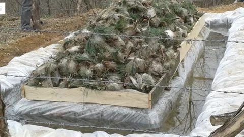 Düzce'de Çam Kese Böceği İle Mücadele