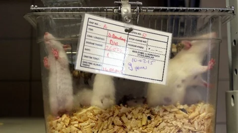 (Özel Haber) Deney Hayvanları Burada Yetiştirilip Araştırılıyor