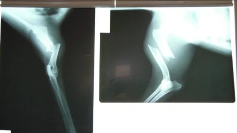 Otomobilin Ezdiği Köpek Vatandaşlar Sayesinde Hayata Tutundu