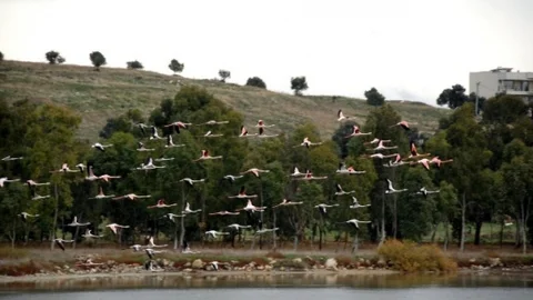 Göçmen Kuşlar Aliağa'ya Veda Ediyor