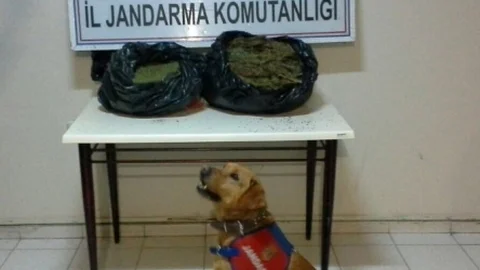 Elazığ'da 12 Kilogram Esrar Ele Geçirdi