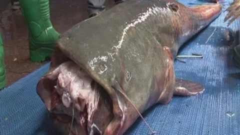 Balıkçılar 2.5 Metrelik Yayın Balığı Yakaladı