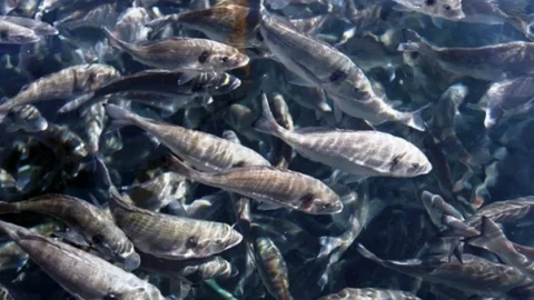 Su Ürünlerinde Strateji Master Planı Hazırlanıyor