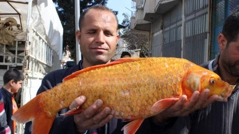 Atatürk Barajında ‘Altın Balık' Ağlara Takıldı