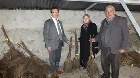 Çiftçilere 12 Bin Ceviz Fidanı Dağıtıldı