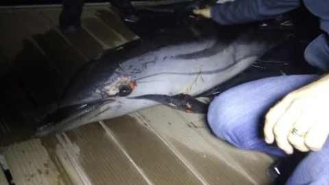 İzmir'de Ölü Yunus Kıyıya Vurdu