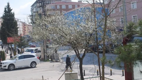 Çerkezköy'de Meyve Ağaçları Çiçek Açtı