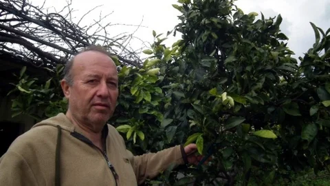 Didim'de Budamalar Sürüyor