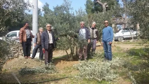 Dalaman'da Bahçede Zeytin Budama Dersi