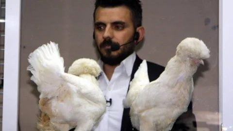(Özel-Haber) Süs Tavukları Açık Artırmada Rekor Fiyata Alıcı Buldu