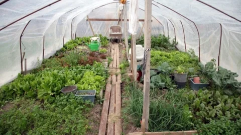 Vatandaşlar Kendi Sebze Ve Meyvelerini Yetiştiriyorlar