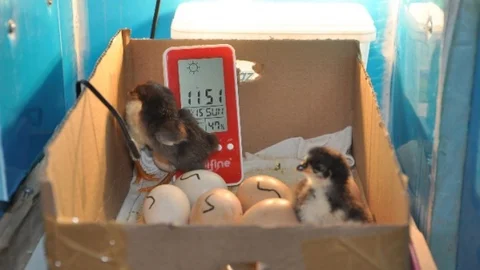 Tavuklarına Kızıp Kuluçka Makinesi Yapan Vatandaş İlk Civcivlerini Aldı