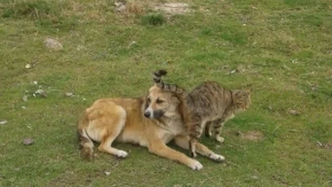 Kedi Ve Köpeğin Dostluğu