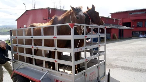Yalova Belediyesi Mikroçip Uygulaması