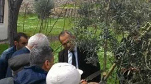 Didim Kaymakamı Yönden Zeytin Budama Kursunu Ziyaret Etti