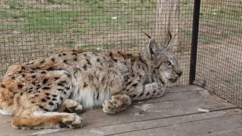 Yaralı Vaşak İçin Seferber Oldular