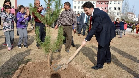 Aksaraylı Şehitlerin Adına Çam Fidanı Dikildi